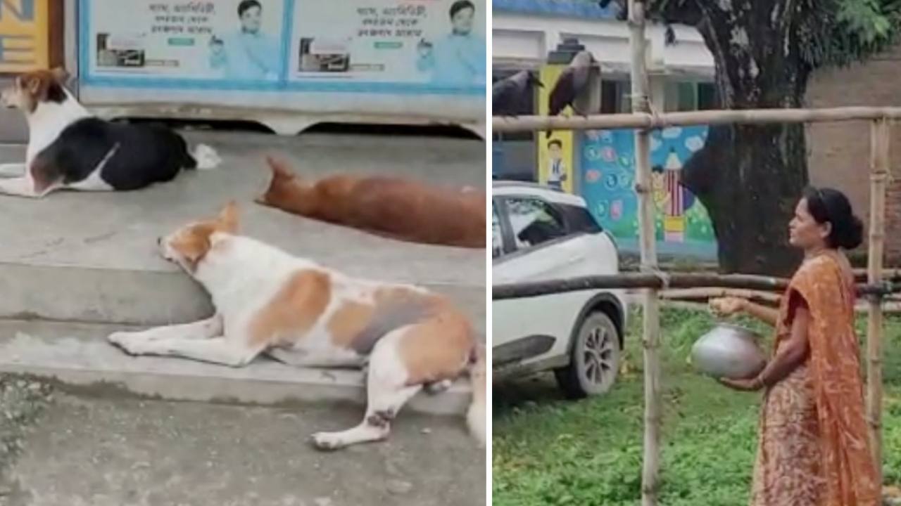 পশুপ্রেমের বিরল দৃষ্টান্ত! একা হাতে সব কাজ সামলেও পশু-পাখিদের রান্না করে খাওয়ান বাণী দেবী